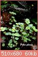         

:  pilea glauca.jpg
:  366
:  60,2 KB