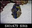         

:  billy reef 224 (Small).jpg
:  250
:  60,2 KB