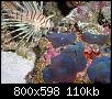         

:  billy  lionfish 280 (Large).jpg
:  251
:  110,2 KB