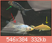         

:  fish.png
:  519
:  332,3 KB
