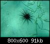        

:  tube worm.JPG
:  886
:  91,0 KB