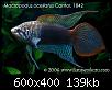         

:  Macropodus-ocellatus.jpg
:  473
:  139,0 KB