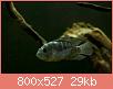         

:  blue acara_1.jpg
:  2432
:  28,6 KB