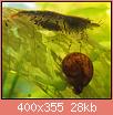         

:  ramshorn_tiger.jpg
:  220
:  28,5 KB