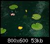         

:  water lillie.jpg
:  666
:  52,7 KB