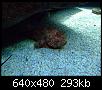         

:  Crete_Aquarium_2_003.jpg
:  282
:  292,6 KB