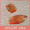         

:  dwarf_honey_gourami.jpg
:  296
:  29,2 KB