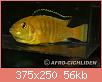        

:  Labidochromis-caeruleus_w_375.jpg
:  188
:  55,8 KB