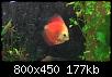         

:  red_discus.JPG
:  358
:  176,6 KB