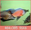         

:  copadichromis_borleyi_nice_red_1-1-1.jpg
:  373
:  91,0 KB