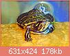         

:  Trachemys_scripta_scripta_hatchling.jpg
:  680
:  177,6 KB