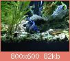         

:  aquarium 3.jpg
:  289
:  82,5 KB