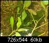         

:  Potamogeton lucens.jpg
:  713
:  60,3 KB