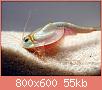         

:  13_Triops_cancriformis.jpg
:  583
:  54,8 KB