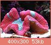         

:  Trachyphyllia%20geoffroyi%201.jpg
:  300
:  53,5 KB