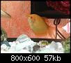         

:  Honey gourami..jpg
:  310
:  56,6 KB