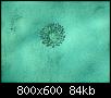         

:  anemone.JPG
:  877
:  83,6 KB