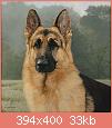         

:  german-shepherd-print-tn.jpg
:  376
:  33,3 KB