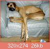         

:  megaloy_danoy_great_dane_16956950_1_F.jpg
:  393
:  25,6 KB