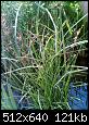         

:  Scirpus sp.jpg
:  986
:  121,4 KB