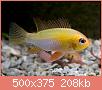         

:  Mikrogeophagus_ramirezi_gold_005.jpg
:  406
:  208,1 KB