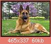         

:  German-Shepherd-Dog.jpg
:  405
:  59,8 KB