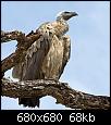         

:  vulture.jpg
:  314
:  67,6 KB