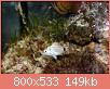         

:  Diplodus Vulgaris2.jpg
:  360
:  148,8 KB