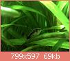         

:  leafcory.jpg
:  324
:  69,2 KB