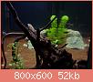         

:  aquarium2.jpg
:  574
:  52,1 KB