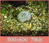         

:  blue ramshorn c.jpg
:  966
:  79,5 KB