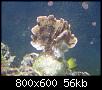         

:  montipora130408.jpg
:  321
:  55,6 KB