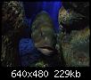         

:  Crete_Aquarium001.jpg
:  317
:  228,9 KB