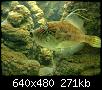         

:  Crete_Aquarium_2_012.jpg
:  260
:  271,2 KB