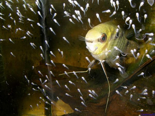 Festivus fry with male guarding