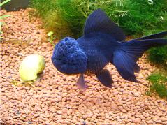 "GOYSYHEAD" BLACK ORANDA