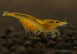 yellow shrimp female