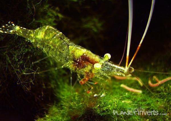 ghost shrimp2