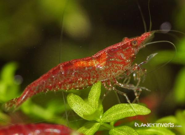 red cherry shrimp female yellow saddle