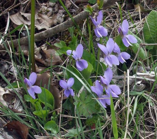  viola sp. ( )