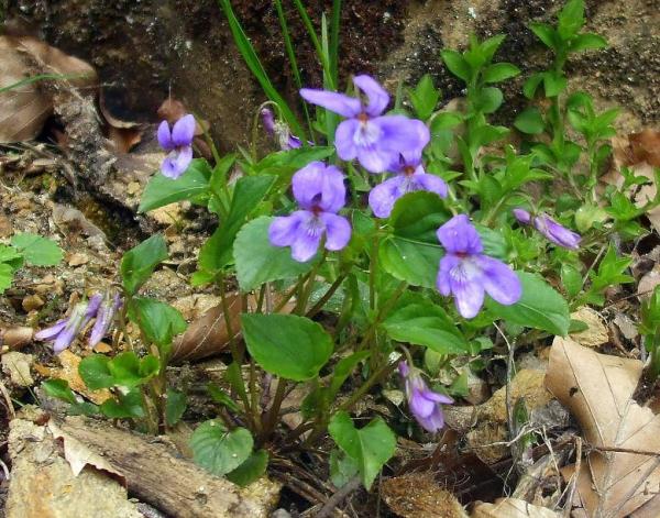  viola sp. ( )