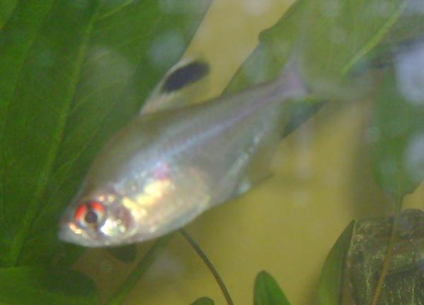 Bleeding Heart Tetra1