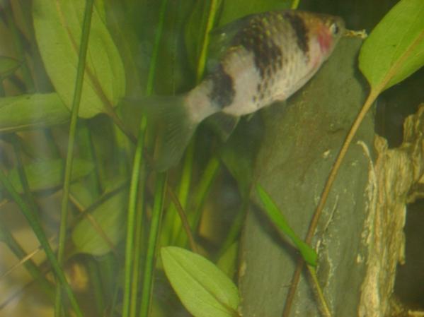 Tiger Barb1