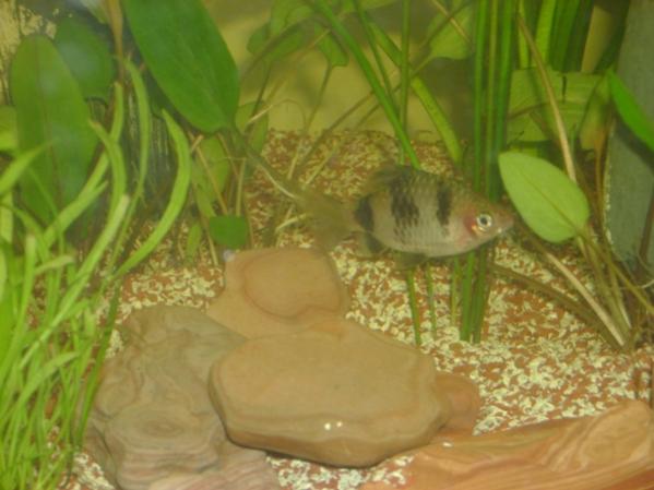 Tiger Barb2