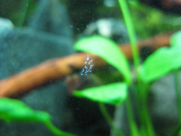 Bladder Snail : Physa fontinalis eggs