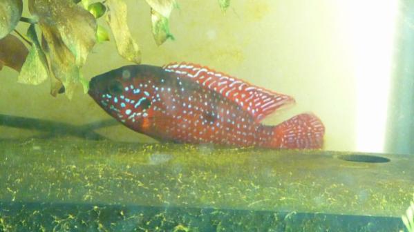 bigfish