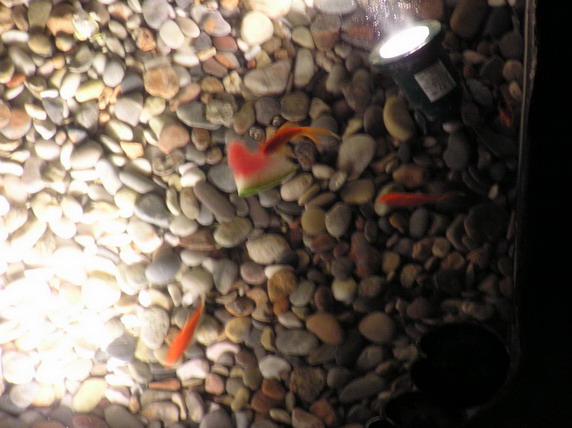 Fish2