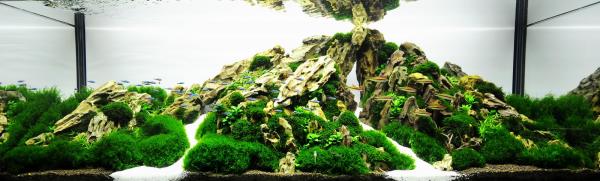 aquascape 2010 2 11  16 47  The Eye of Poseidon
