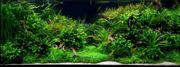 aquascape 2010 1 22  20 46  Anyplace...Anytime
