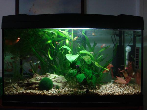  60lt     